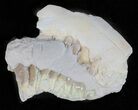 Oligocene Ruminant (Leptomeryx) Jaw Sections #60976-2